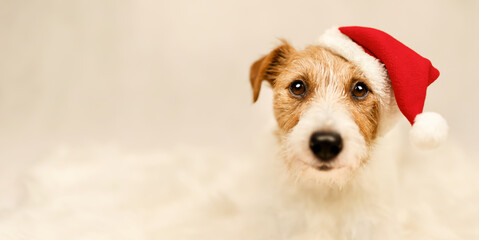 Happy christmas santa dog, new year holiday greeting card background or banner with copy space.