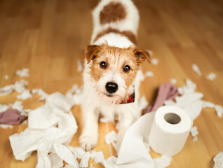 Dog after chewing a toilet paper, puppy training or separation anxiety  - obrazy, fototapety, plakaty