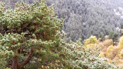 
green pine of the Pyrenees, covered with little snow