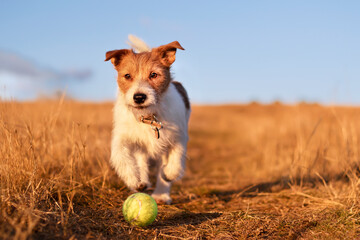 Playful happy pet dog running and playing with a tennis ball in the grass on blue sky background. Puppy walking.
