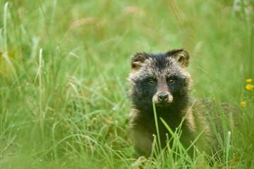 Jenot, dzika przyroda