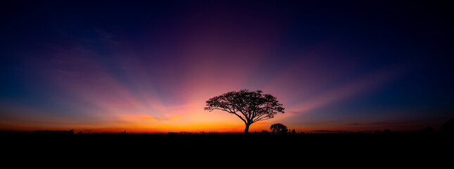 Alone tree.Panorama silhouette tree in africa with sunset.Tree silhouetted against a setting sun.Dark tree on open field dramatic sunrise.Typical african sunset with acacia trees in Masai Mara,Kenya