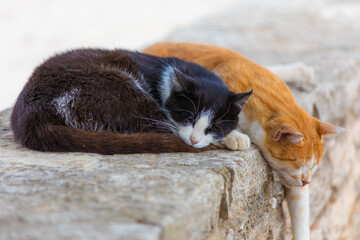 greek cats sleeping