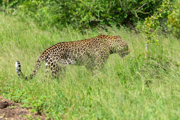 Léopard, Panthère, Panthera pardus, Afrique du Sud