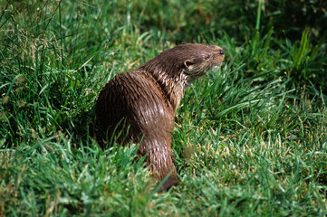 Loutre d'europe, Lutra lutra