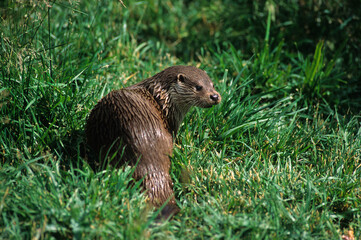 Loutre d'europe, Lutra lutra
