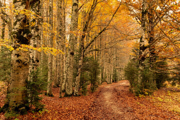 Captivating Ordesa National Park in Autumn: Scenic Adapted Path amidst Enchanting Red Beech Forests in Torla, Spain