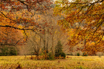 Ordesa National Park in Autumn: A Captivating Tapestry of Colors, Torla, Spain