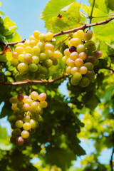 vineyard in Ninh Thuan, Vietnam