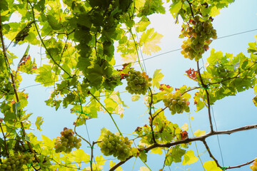 vineyard in Ninh Thuan, Vietnam