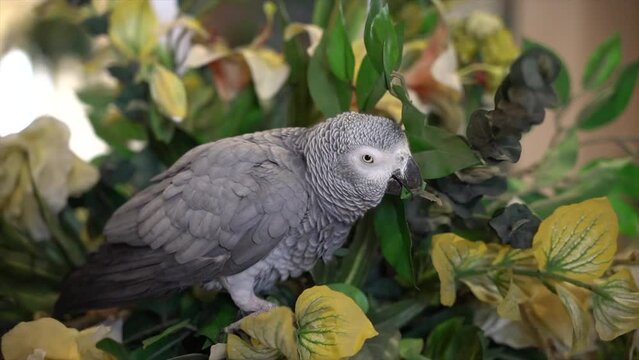African Gray Parrot Psittacus erithacus at home standing on home flower vase and trying to eat or bite the leavs.