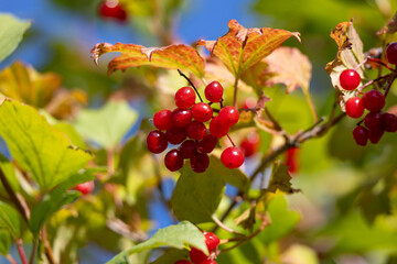 Red viburnum berries on the branches of a tree in autumn