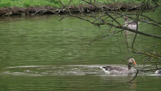 Greylag goose on the water