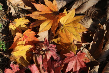 Obraz premium Colorful autumn and multicolored orange, red and yellow leaves