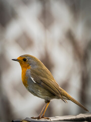 robin on a branch