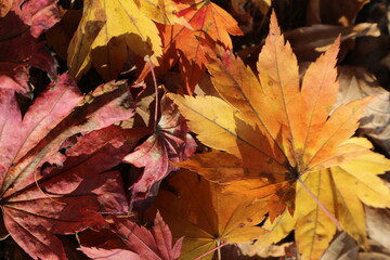 Colorful autumn and multicolored orange, red and yellow leaves