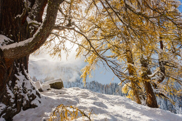 Winterlandschaft im Herbst mit Lärchwald im Zillertal