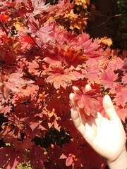 Women and autumn leaves in Nagano Prefecture, Japan.