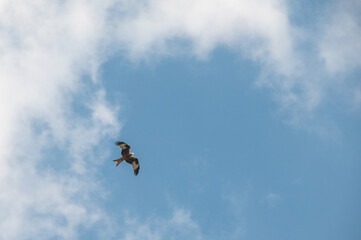 Flying red kite in the blue sky