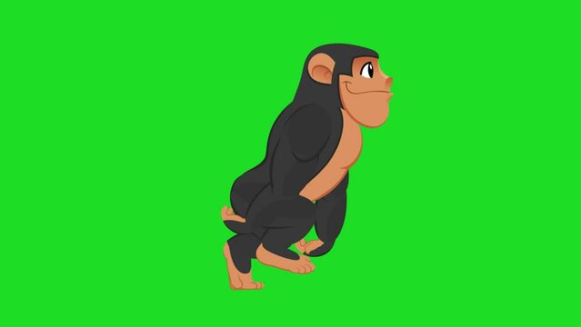 Animated 2d cartoon chimpanzee gorilla ape walking green screen loop