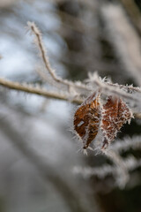 Shriveled brown leaves with hoar frost and ice crystals with little twigs in blurry background