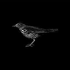 Thrush hand drawing vector isolated on black background.