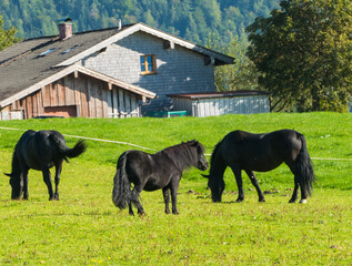 Pferde und Fohlen auf Weide