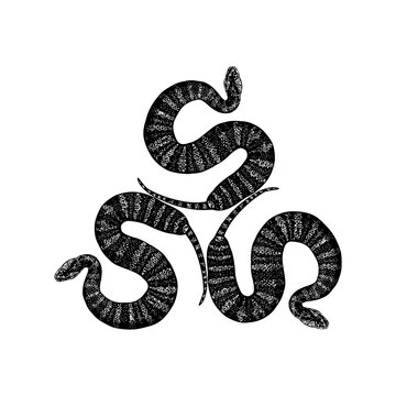 Three death adder snakes hand drawing vector isolated on background.