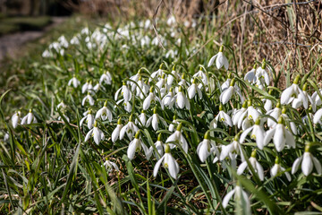 Close up of snowdrops (Galanthus Nivalis) in early spring
