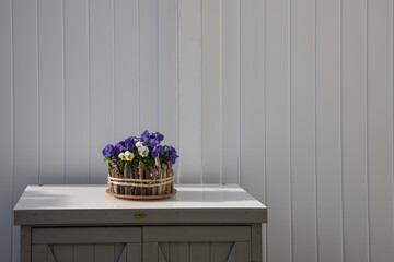 Arrangement of homet violets (viola comuta) in a stylish flowerpot on a little cabinet in front of a gray divider