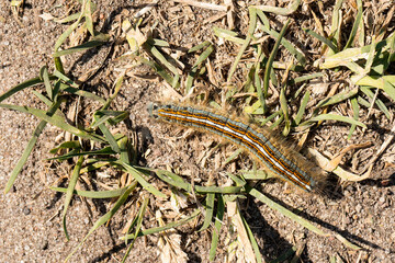 Raupe des Ringelspinner (Malacosoma neustria) 