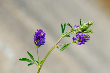 Luzerne (Medicago sativa)