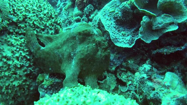 giant green frogfish waiting for prey
