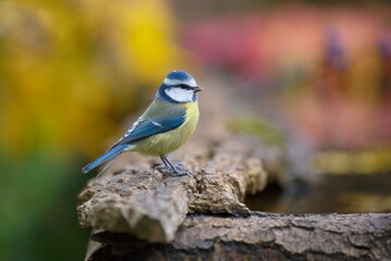 Eurasian Blue Tit, Cyanistes caeruleus (s&yacute;kora modřinka), at the watering hole, autumn colors, nice background, full 4k resolution