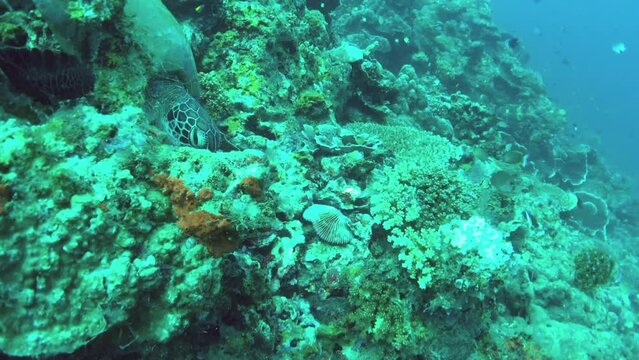 green sea turtle resting in the coral reef