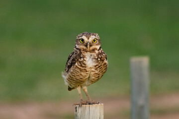 owl perched on branch