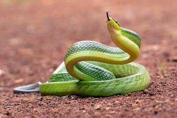 Red-tailed racer snake in defensive position