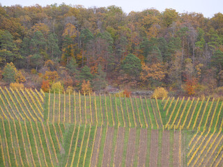 Blick auf die Rebenreihen in einem Weinberg im Maintal bei Margetshöchheim
