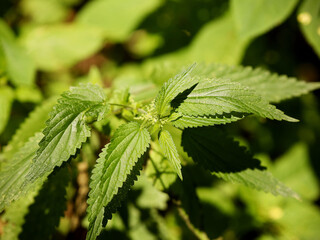 A stock of young nettles. Medicinal baking spread. Source of vitamin C. Natural medicine. The drug....
