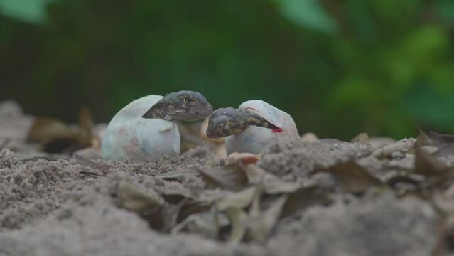 Baby red iguana hatching from egg on pile of sand with bokeh background