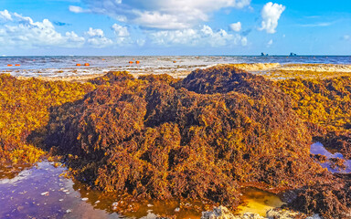 Beautiful Caribbean beach totally filthy dirty nasty seaweed problem Mexico.