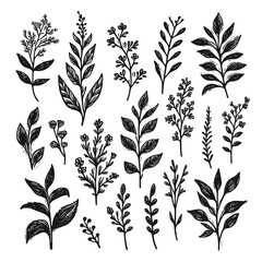 black Plant nature hand drawn set. Collection botanical element. vector on white background