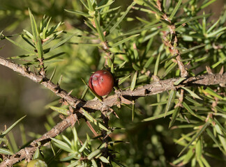 Cones of the oath (Juniperus drupacea), a juniper species from the cypress family, 10–15 m tall, from the Caryocedrus subsection of the Juniperus section, native to the Eastern Mediterranean.