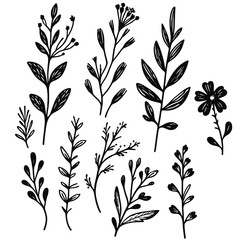 black Plant nature hand drawn set. Collection botanical element. vector on white background