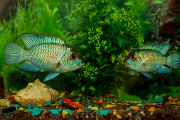 Fish in an aquarium among algae, shells, stones. Aquarium fish