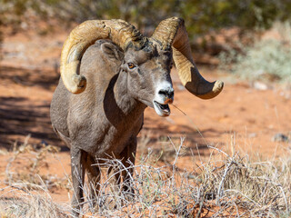 Desert Bighorn Sheep Ram
Valley of Fire State Park
Nevada