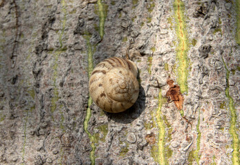 A land snail on the trunk of silk floss tree