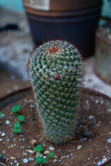large, prickly cactus