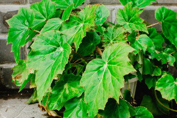 Decorative leaf home plant Royal begonia (Begoniaceae Rex) in a pot