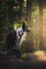 Border collie dog at forest